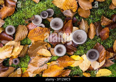 Ansicht von Pilzen, die zwischen gefallenen Herbstblättern auf moosigem Boden in Debrzno, Woiwodschaft Pommern, Polen wachsen. Stockfoto