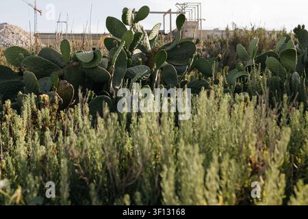 Wildgrüne Büsche und Opuntien-Kakteen, die auf dem Land in Malta wachsen. Stockfoto