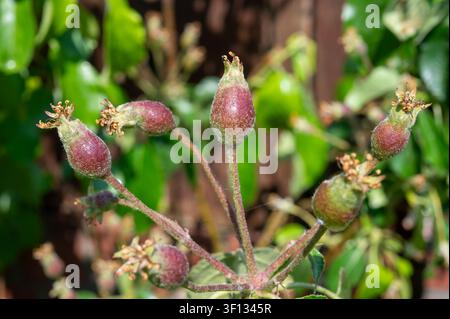 Junge Apfelfrüchte auf Obstbaumbaum, entwickeln Äpfel mit verschrumpelten Blütenresten, grüne Blätter und unbeleuchteter Gartenhintergrund aus nächster Nähe Stockfoto