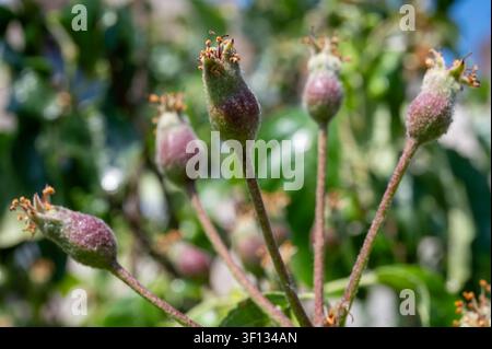 Junge Apfelfrüchte auf Obstbaumbaum, entwickeln Äpfel mit verschrumpelten Blütenresten, grüne Blätter und unbeleuchteter Gartenhintergrund aus nächster Nähe Stockfoto