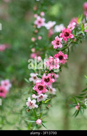 Nahaufnahme der Blüten von manuka (leptospermum scoparium) Stockfoto