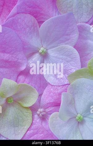 Makrofoto von Hortensienblüten in Rosa- und Lila-Tönen, weiche Blütenblätter, floraler Hintergrund, zarte Textur Stockfoto