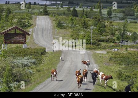 Mehrere Kühe laufen auf einer Schotterstraße in einer ländlichen Gegend mit Wiesen und Bäumen, Sommer, Peer Gynt Vegen, Espedalen, Norwegen Stockfoto
