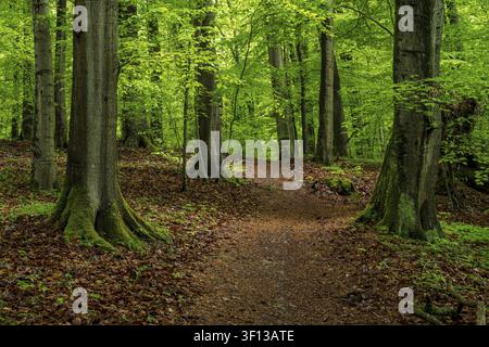Ein idyllischer, laubbestreuter Waldweg windet sich zwischen den Stämmen uralter europäischer Buchen (Fagus sylvatica) durch einen Frühlingswald in Stockfoto