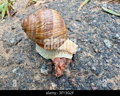 Romische Schnecke krabbelt auf nassem Asphaltboden, Hochwinkelaufnahme Stockfoto