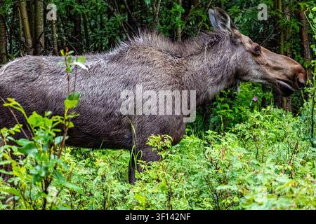 Elch Alces alces im Profil zwischen dichtem grünen Waldlaub im sanften Abendlicht in Anchorage, Alaska, USA Stockfoto