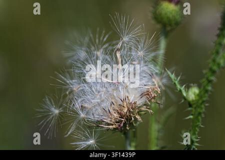 Ein Distelblütenkopf platzt mit federartigem Pappus, bereit für die Ausbreitung durch den Wind. Die geniale Gestaltung der Natur gewährleistet das Überleben der Pflanzen durch die Ausbreitung von Samen af Stockfoto