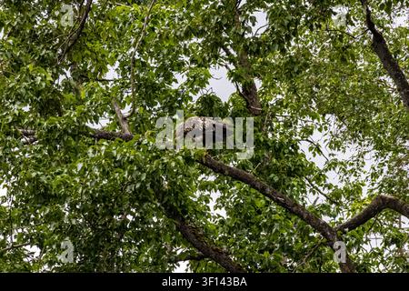 Unreifer Weißkopfseeadler Haliaeetus leucocephalus, der auf einem Ast zwischen grünem Laub im diffusen Tageslicht in der Kenai-Halbinsel, Alaska, USA sitzt Stockfoto