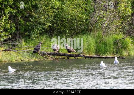 Unreife Weißkopfseeadler Haliaeetus leucocephalus, die auf einem gefallenen Baumstamm im Wasser sitzen, mit Möwen in Cooper Landing, Alaska, USA Stockfoto