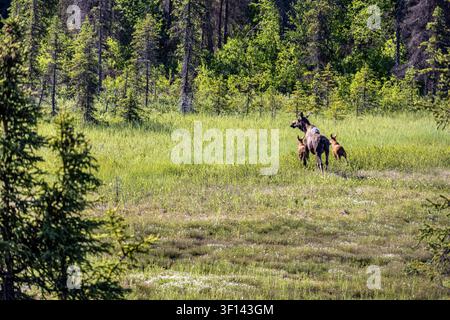Elch-Kuh (Alces alces) mit zwei jungen Kälbern, die über eine grasbewachsene Feuchtgebietswiese in der Region Anchorage in Alaska, USA, rennen Stockfoto