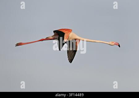 Rosa Flamingo (Phoenicopterus roseus), im Flug, regionaler Naturpark Camargue, Südfrankreich, Frankreich Stockfoto