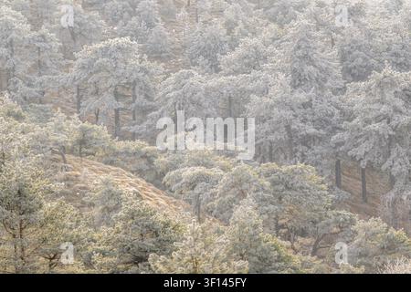 Knisternder Winterwald mit gefrorenen Bäumen und einer ruhigen Atmosphäre, Italien Stockfoto