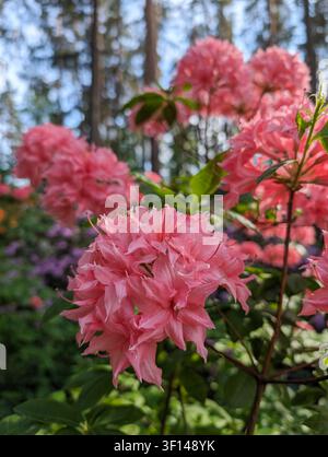 Rosa Rhododendron Homebush-Blüten Nahaufnahme, Knap Hill-Hybrid-Strauchazalee im Wald Stockfoto