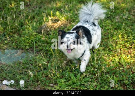 Porträt eines kleinen schwarz-weißen Hundes. Stockfoto