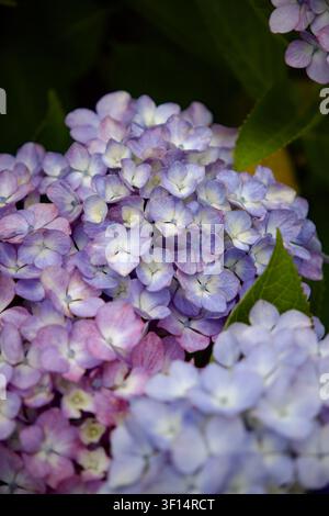 Blaue Hortensienblüten in voller Blüte auf Jeju Island, Südkorea Stockfoto