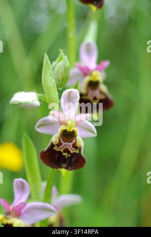 Nahaufnahme von Spätblühender Spinnorchidee Ophrys fuciflora mit Blumendetail Stockfoto