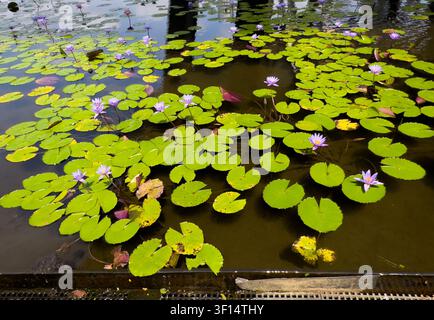 Ansicht von einigen Seerosen in Blüte in einem Teich in Singapur Stockfoto