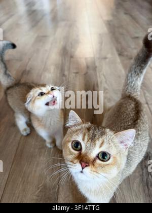Begrüßung von British Shorthair und Scottish Fold goldenen Chinchilla-Katzen, die sich auf dem Holzboden in einer modernen Wohnung treffen. Stockfoto