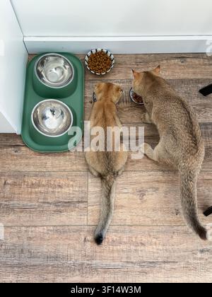 Fütterungszeit für die Familie mit erwachsenem British Shorthair-Kater und verspielten Gold-Chinchilla-Kätzchen drinnen in einer hellen, zeitgenössischen Wohnung Stockfoto