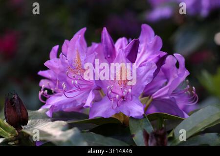Nahaufnahme von blühenden lila Rhododendronblüten im natürlichen Sonnenlicht. Lebendige Frühlingsblüten, die in einem Garten mit grünem Laub wachsen und flacher Stockfoto