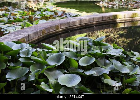 Schwimmende Seerosenblätter, die einen ruhigen Gartenteich in einem botanischen Garten bedecken. Süßwasser-Aquatic-Pflanzen, die im Freien in Portugal fotografiert wurden, duri Stockfoto