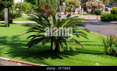 Sago-Palme, die auf einem grünen Rasen in einem sonnigen Stadtpark wächst Stockfoto