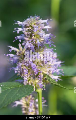 Anis-Hysop, Agastache foeniculum, wächst in einem texanischen Garten. Stockfoto