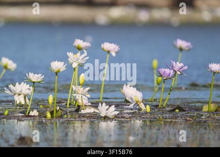 Seerosen blühen in einem Wasserloch im Outback im westlichen Queensland Stockfoto