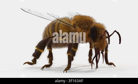 Illustration einer Honigbiene (Apis mellifera). In Seitenansicht gesehen. Stockfoto