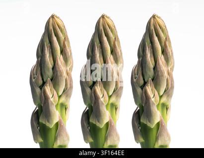 Spargel (Spargel Officinalis). Stockfoto