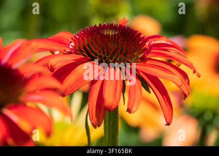 Eine leuchtend orangefarbene Echinacea blüht in einem Blumengarten in Eaglie, Idaho, USA. Stockfoto