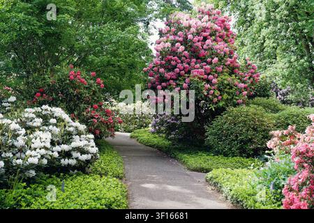Winding Gartenweg, gesäumt von blühenden Rhododendren und Azaleen in Rosa, Rot und Weiß, umgeben von üppigem grünen Laub im Frühling Stockfoto