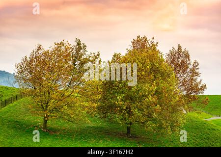 Lebendige Landschaft mit Herbstbäumen auf einem sanften grünen Hügel unter einem warmen Himmel am Filmset von Hobbiton. Stockfoto