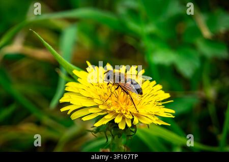 Eine Nahaufnahme-Makroaufnahme eines Bestäubungsinsekts, das an einer leuchtend gelben Löwenzahnblüte in einer üppigen grünen Wiese am Filmset von Hobbiton forscht. Stockfoto