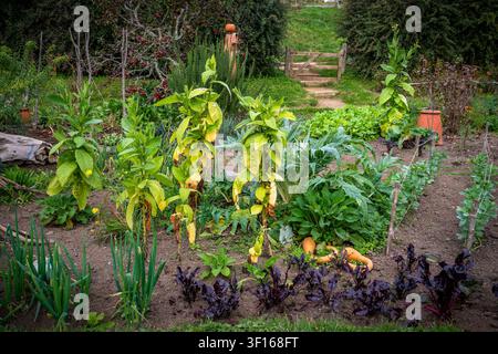Ein üppiger, traditioneller Gemüsegarten, der am Filmset von Hobbiton in Matamata, Neuseeland, wächst, mit lebendigen grünen Feldfrüchten. Stockfoto