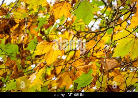 Herbstliches Gold und grüne Blätter an Ästen am Hobbiton-Filmset, Matamata, Neuseeland. Stockfoto