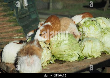 Meerschweinchen genießen ein Festmahl aus frischem Salat in der Sonne Stockfoto