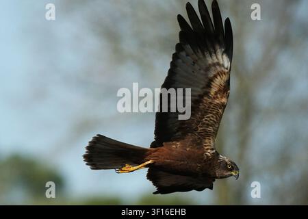 Wolfsraptor (Circus aeruginosus) im majestätischen Flug über das natürliche Habitat Stockfoto