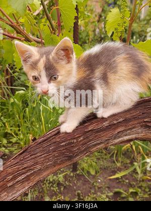 Bezauberndes Calico-Kätzchen steht auf einem Weinrebenast in einem üppigen grünen Garten. Neugieriges junges Katzenbaby umgeben von frischen Weinblättern bei natürlichem Tageslicht. Landschaft, Haustier, Natur, Sommer, Unschuld, Outdoor-Lebensstil. Stockfoto