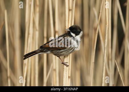 Männlicher Rohrammer (Emberiza schoeniclus) sitzt auf einem trockenen Schilfstängel in seinem natürlichen Feuchtgebietshabitat Stockfoto