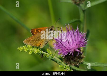 Nahaufnahme eines Großen Waldschwalters (Ochlodes sylvanus)-Schmetterlings, der auf einer violetten Distelblume sitzt und im Sommer Nektar saugt Stockfoto