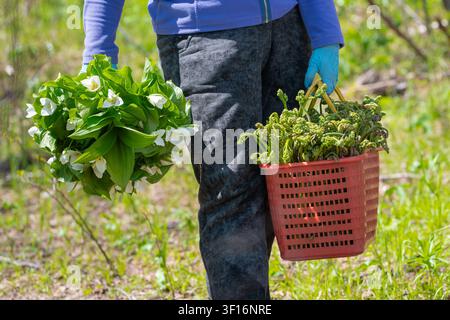 Person in blauer Jacke hält rote Korb voll junger Brackenfarnblätter und weißer Trilliumblüten in einem sonnendurchfluteten Grashalm. Natürliche Außenumgebung mit sanftem Stockfoto