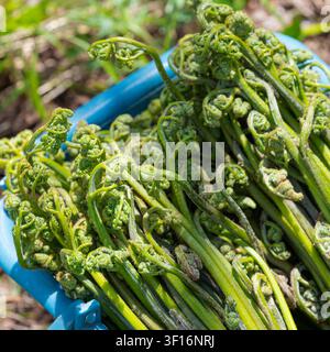 Nahaufnahme von lebendig grünen Farnfarnen, die in einem blauen Plastikbehälter aufgeschichtet sind. Natürliches Außenlicht hebt die Textur der jungen Wedel hervor. Erdiger Ba Stockfoto