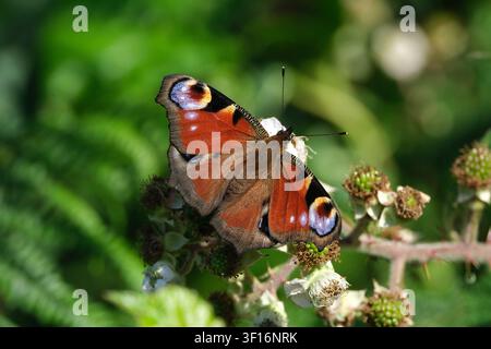 Schöner europäischer Pfauenfalter (Aglais io) sitzt mit geöffneten Flügeln auf Blumen in einem sonnigen Sommergarten, Makro-Nahaufnahme Stockfoto