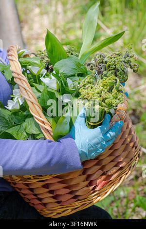 Nahaufnahme von Händen in blauen Handschuhen, die einen geflochtenen Korb halten, der mit im Frühling gesammelten Grünpflanzen überfüllt ist, darunter eingerollte Farnfädel, breite Blätter und wilder Knoblauch Stockfoto