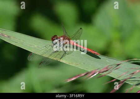 Lebendiger männlicher Rotschwanzlibellenfliege, die auf einem grünen Blatt in der Natur sitzt, Nahaufnahme-Makrofotografie von Sympetrum Sanguineum Stockfoto