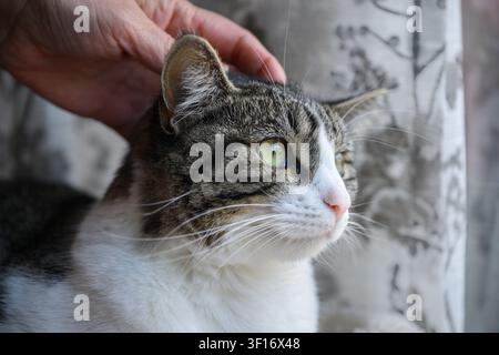 Eine Hauskatze mit Tabby-Muster und weißem Fell, die von ihrem Besitzer am Kopf gestreichelt wird. Stockfoto