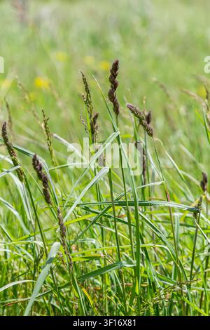 Dactylis glomerata gedeiht auf der sonnigen Wiese und zeigt lebendige grüne Blätter und Ährenbüschel, die sanft in einer warmen Brise wogen. Stockfoto