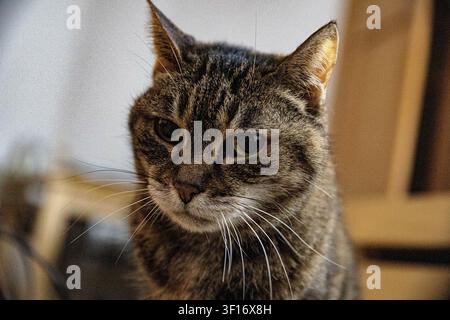 Ein Nahaufnahme-Porträt einer getigerten Katze mit auffälligem grau-schwarz gestreiftem Fell, langen weißen Schnurrhaaren und wachsamen bernsteinfarbenen grünen Augen, die leicht nach unten blicken. Stockfoto