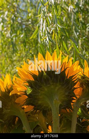 Sonnenblumen von hinten gegen die Sonne Stockfoto